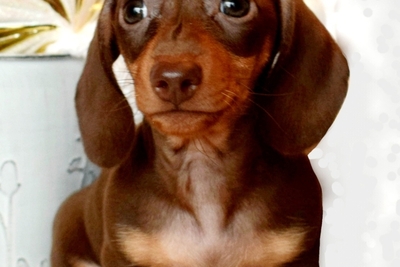 Такса кроличья