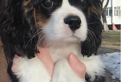 Мальчик Кавалер кинг Чарльз спаниель