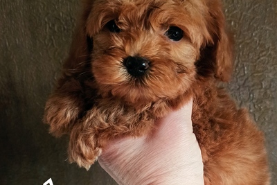 Мальчики мальтипу