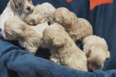 Мальтипу малыши