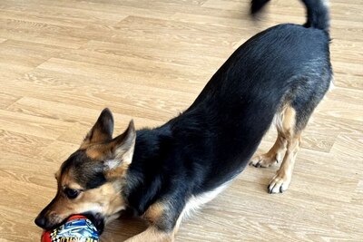 Собака в дар