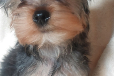 Щенки йоркширского терьера