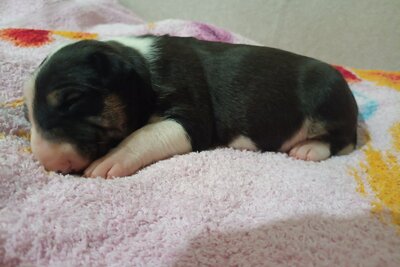 Бультерьера щенки