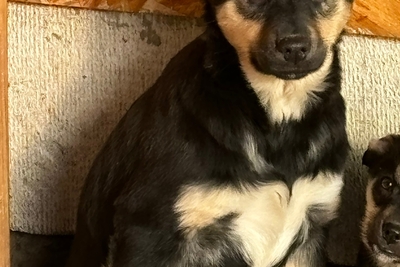 Щенок в дар