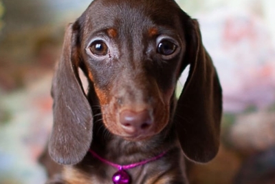 Такса кроличья