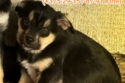 Щенок в дар