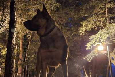 Щенки малинуа в дар