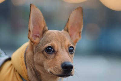 Щенок 7 месяцев в дар