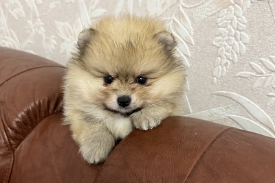 Померанский шпиц