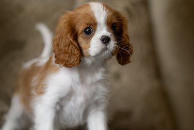 Кавалер кинг чарльз 3