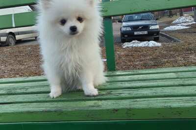 Щенки белого померанского шпица