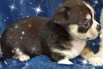 Чихуахуа мальчик