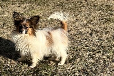 Папийоны от Чемпионов