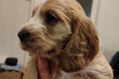 Щенки русского спаниеля