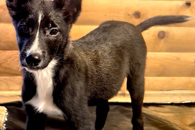 Щенки в добрые руки