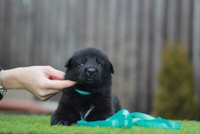Щенки Восточно-европейской овчарки