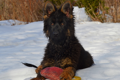 щенки немецкой овчарки длинношерстные