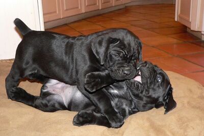 шикарные щенки кане корсо