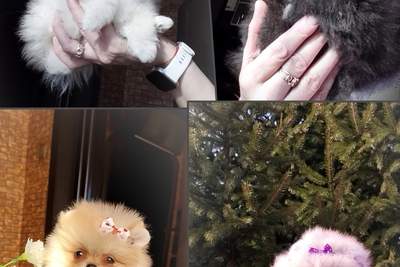 Померанский шпиц, щенки. Мини мишки