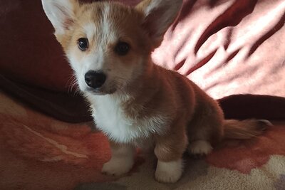 Щенок корги