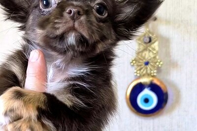 Чихуахуа  мальчики и девочки