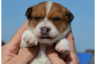 Джек Рассел из питомника(резерв)