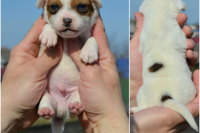 Джек Рассел из питомника(резерв)