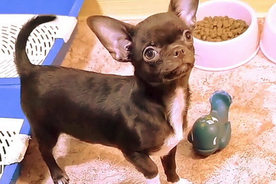 Шоколадный мальчики чихуахуа