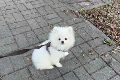 Щенки Белого померанского шпица