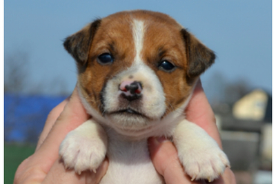 Щенки Джек Рассел