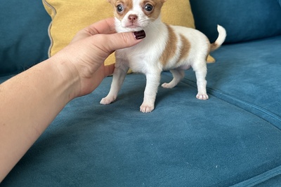 Девочка чихуахуа