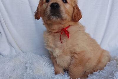 Золотистый ретривер щенки