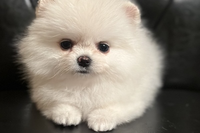 Померанский шпиц