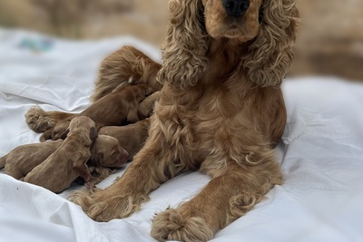 Щенки Английского кокер спаниеля