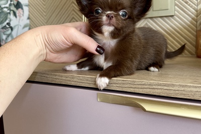 Шоколадная девочка чихуахуа