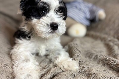 Бишон Хаванез (Гаванская болонка)