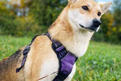 Рыжая молодая красотка ищет свою семью