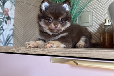 Девочка чихуахуа