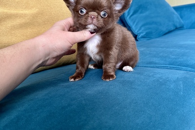 Мальчик шоколадный чихуахуа кобби тип