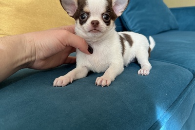 Мальчик чихуахуа