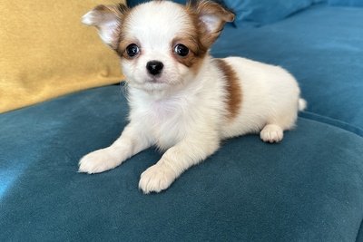 Девочка чихуахуа