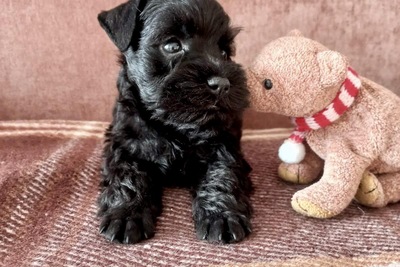 Щенок цвергшнауцера черного окраса