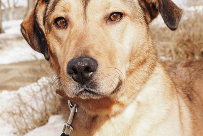 Красотка Веста ищет семью!