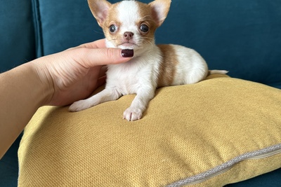 Мини девочка чихуахуа
