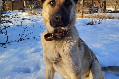 Милый и добрый пёс Бармалей ищет дом