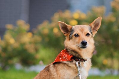 Деля, вес 5 кг, ищет дом!