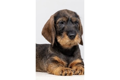 Подрощенные щенки таксы