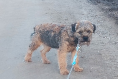 Бордер терьер щенок