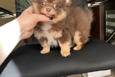 Мальчик чихуахуа шоколадного окраса