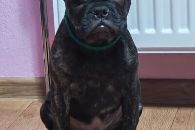 Продам щенка французского бульдога